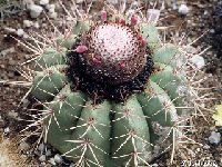 Melocactus bahiensis ssp. amethystinus Bahia, Brazil ©JL.jpg